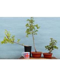 Japanese Maple Bonsai Starter Trees 3 x Clearance