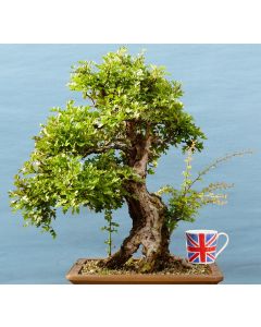 EXCEPTIONAL Native Yamadori Hawthorn Flowering Bonsai Tree
