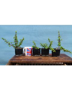 Portulacaria Indoor Bonsai Starter Trees 3 x Clearance