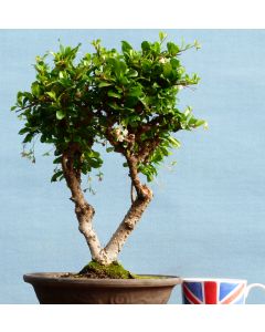 Ficus Retusa Indoor Bonsai Tree - CLEARANCE