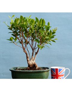 Ficus Retusa Indoor Bonsai Tree - CLEARANCE