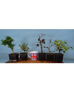 Bonsai Starter Trees 3 x Clearance