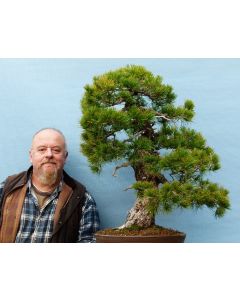 EXCEPTIONAL Japanese White Pine Bonsai Material
