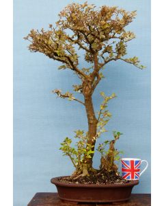 Privet Flowering Bonsai Tree