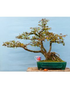 Yamadori Hawthorn Bonsai Tree - SPECIAL OFFER