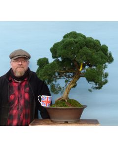 EXCEPTIONAL Juniper Kyushu Specimen Quality Bonsai Tree