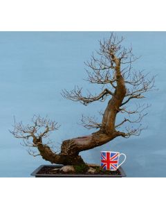 English Elm Native Yamadori Bonsai Tree