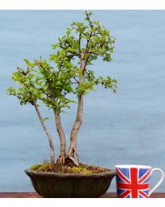 Hawthorn Bonsai Starter Tree - CLEARANCE