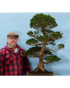 EXCEPTIONAL Japanese White Pine Bonsai Tree 