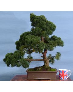 Juniper Kyushu Quality Japanese Bonsai Tree