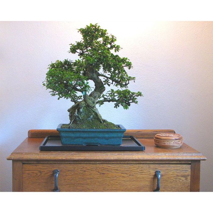 2 Narrow Rectangular Plastic Humidity Tray for Bonsai Tree 9.5"x 4.25"x 0.75" 
