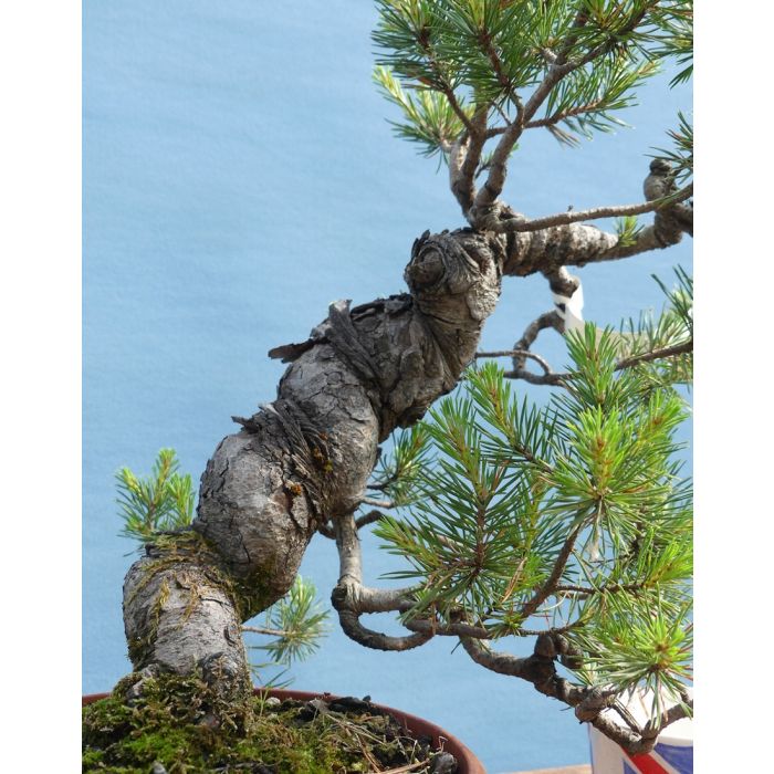 Scots Pine Native Evergreen Bonsai Material