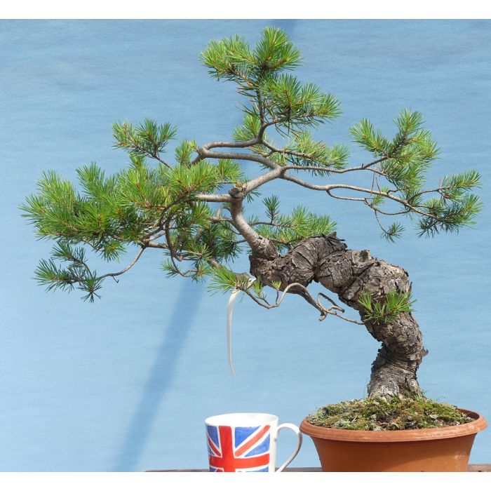 Scots Pine Native Evergreen Bonsai Material