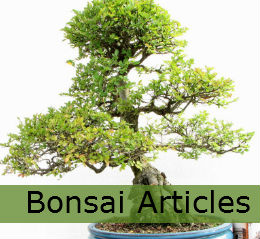 bonsai tree articles and useful information