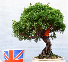 the end product of bonsai tree care information