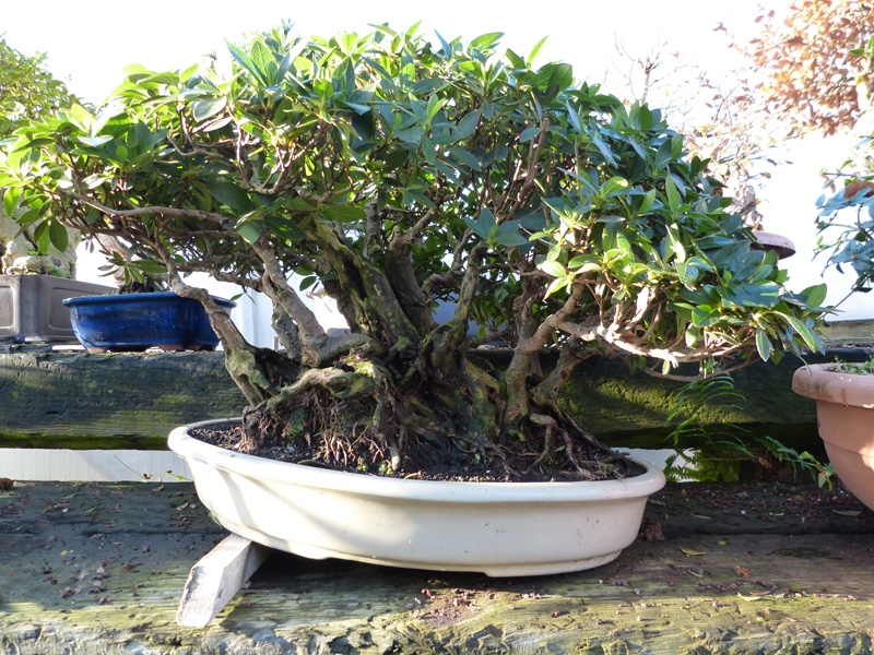Tilt shallow bonsai pots to aid drainage