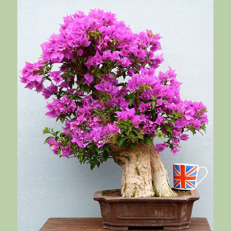 Bonsai like bougainvillea will need winter protection in the UK