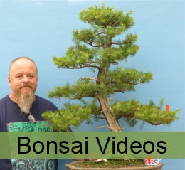 bonsai tree care with videos and guides