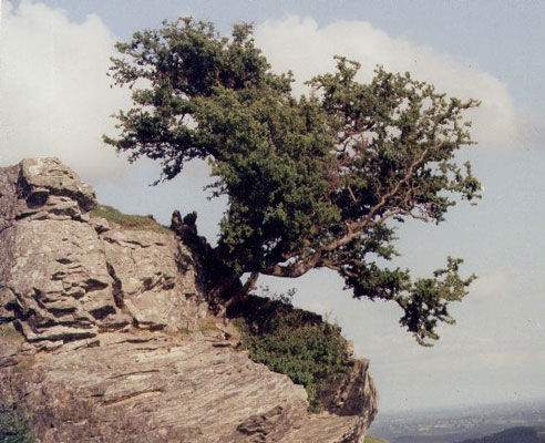 Hawthorn growing on the edge of the Welsh mountains