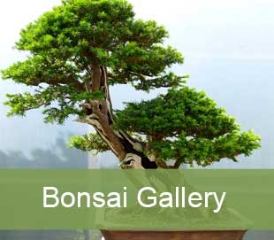 bonsai gallery