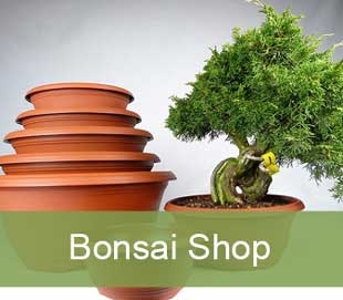 bonsai shop