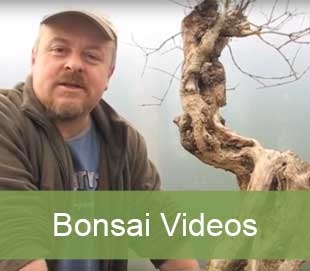 bonsai videos