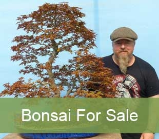 Outdoor Bonsai Trees For Sale From Kaizen Bonsai