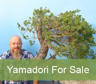 Bonsai Raw Material And Yamadori For Sale Kaizen Bonsai