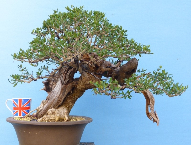 Olive bonsai tree