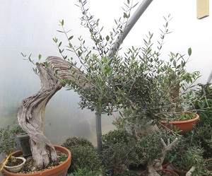 olive bonsai