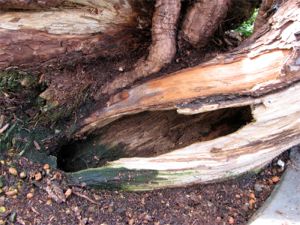preserving deadwood image 9